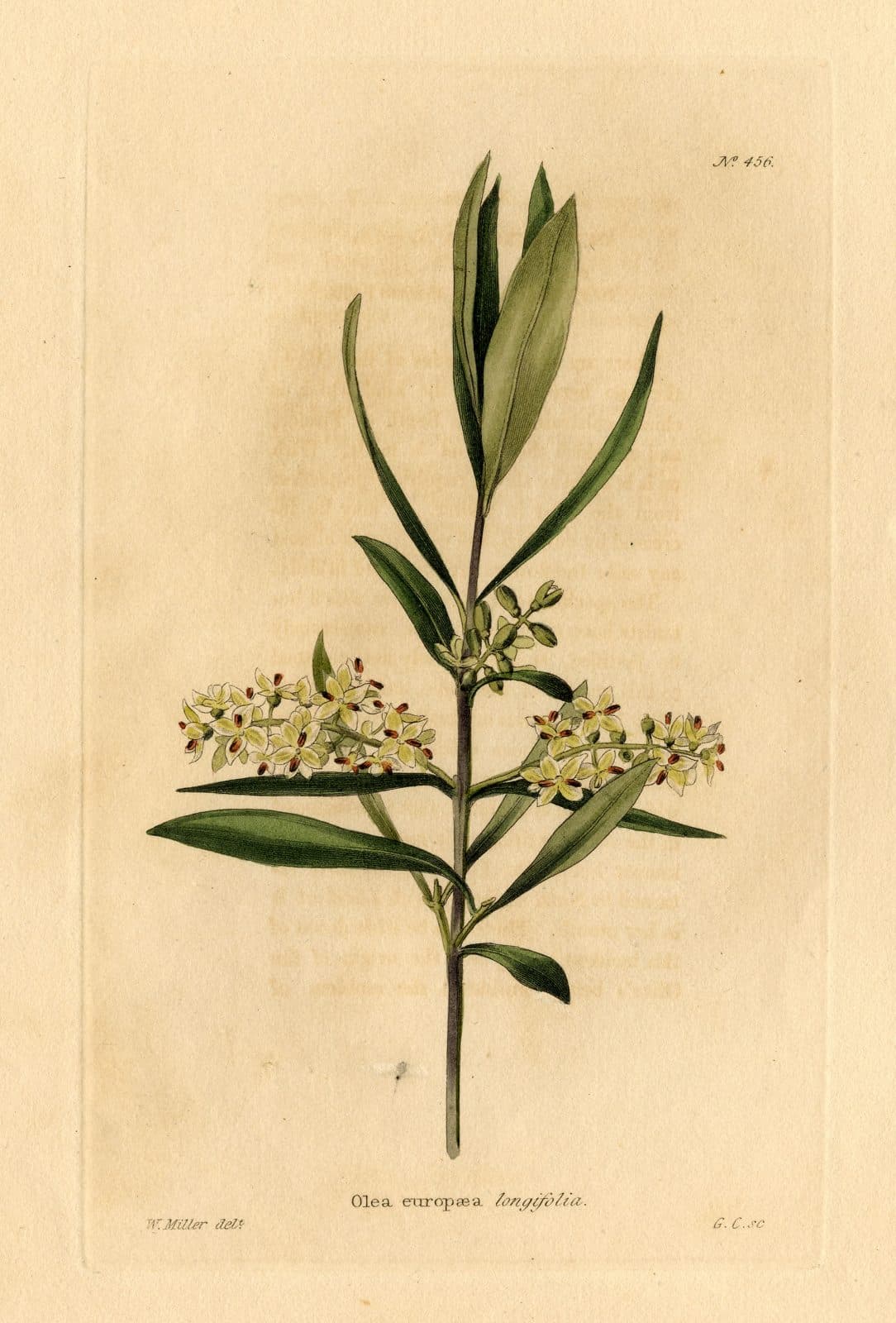 A sprig of olive, Olea europaea, with leaves and small flowers. Hand-coloured plate drawn by William Miller, 1820.